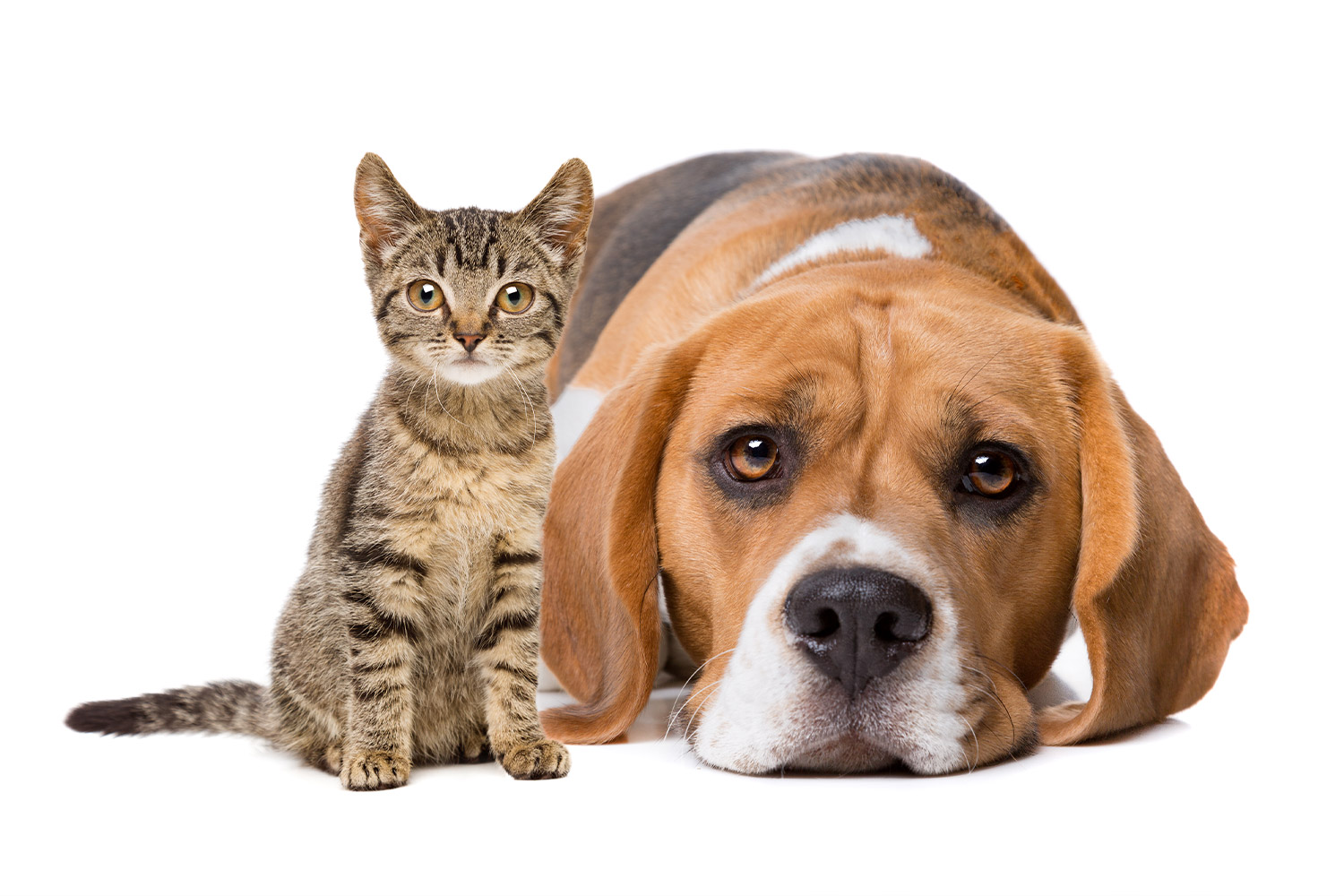 Hunde